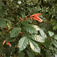 Quassia amara L.